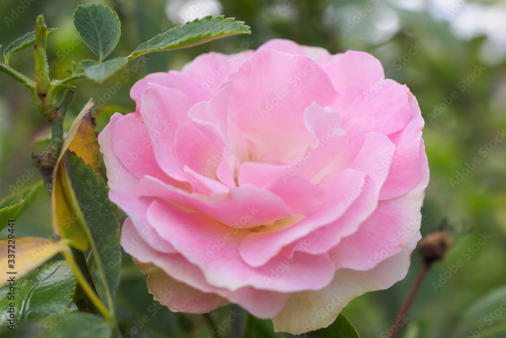 Beautiful colorful pink roses flower in the garden Beautiful colorful pink roses flower in the garden