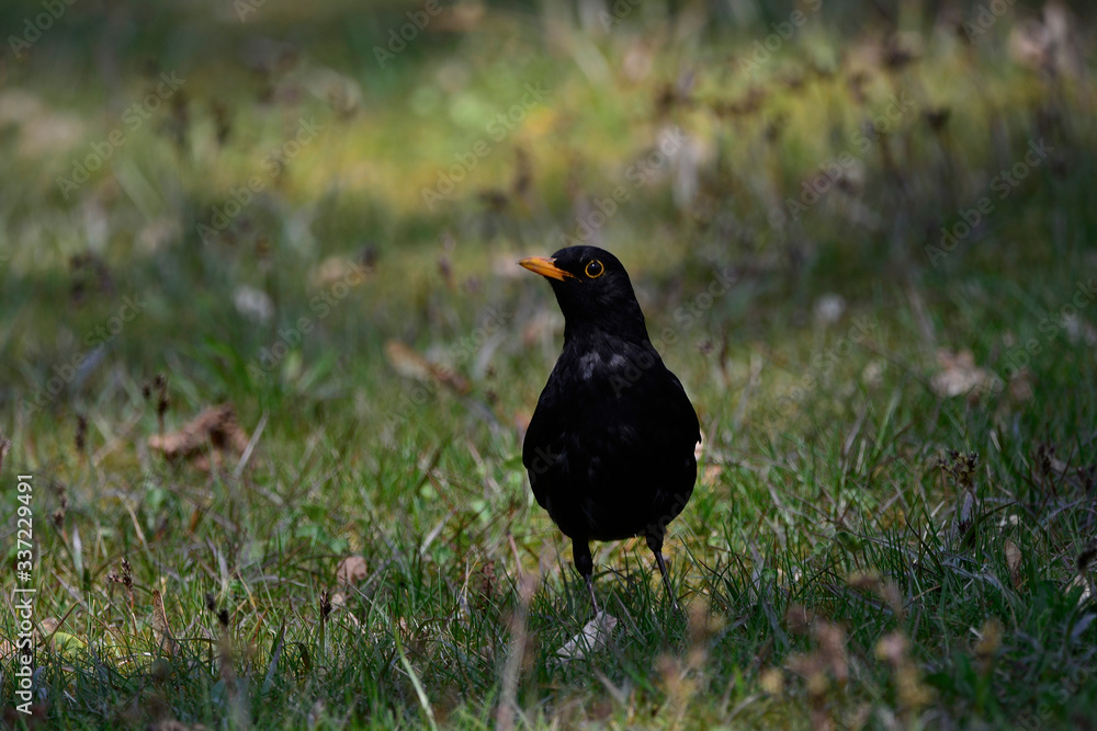 Blackbird on the tgreen grass on a Sunny day Blackbird on the tgreen grass on a Sunny day