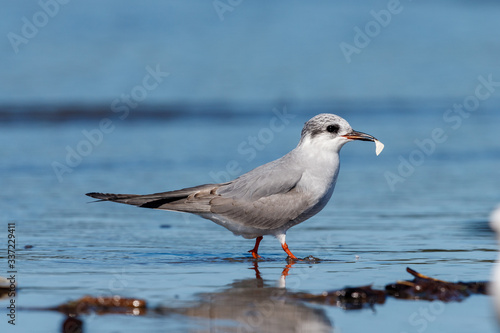 Black-fronted Tern Endemic to New Zealand