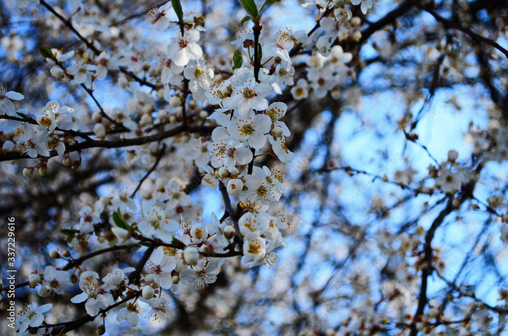 blooming cherry plum on a branch blooming cherry plum on a branch