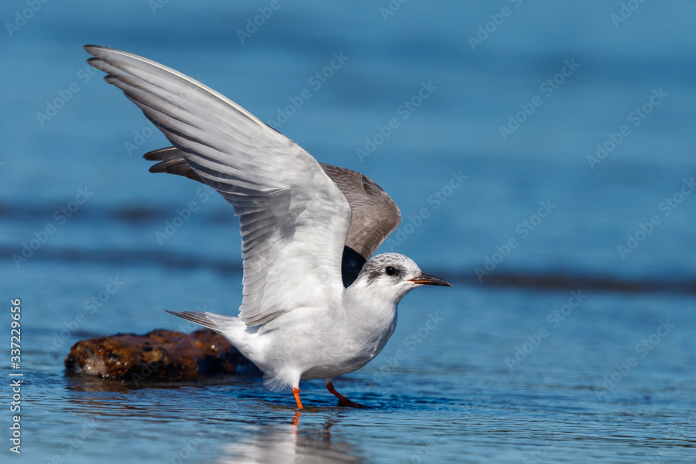 Black-fronted Tern Endemic to New Zealand Black-fronted Tern Endemic to New Zealand