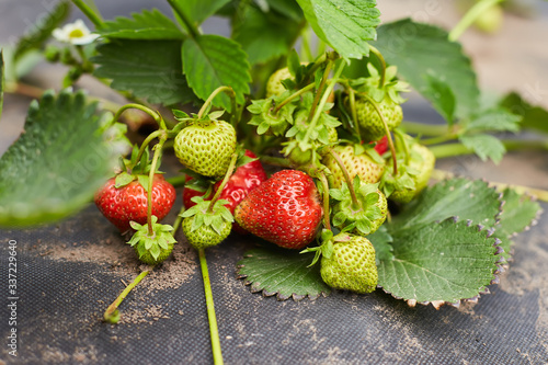 green and red strawberries in the garden spet