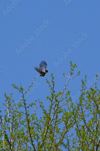 azure winged magpie in flight