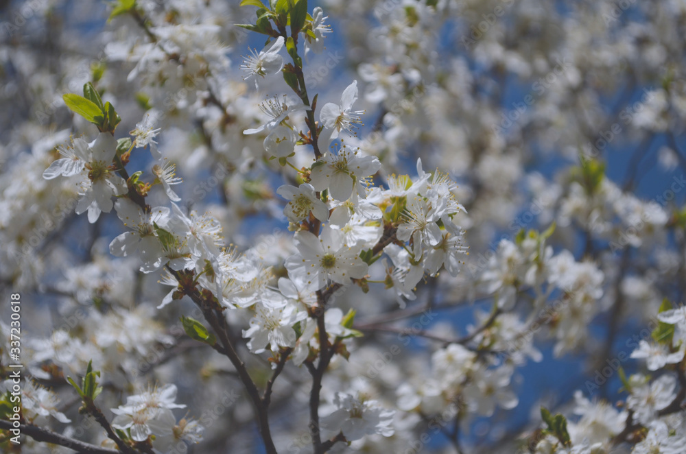 blooming cherry plum on a branch blooming cherry plum on a branch