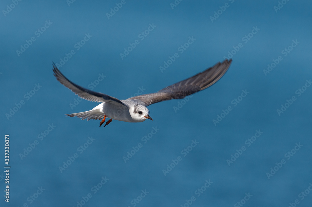 Black-fronted Tern Endemic to New Zealand Black-fronted Tern Endemic to New Zealand