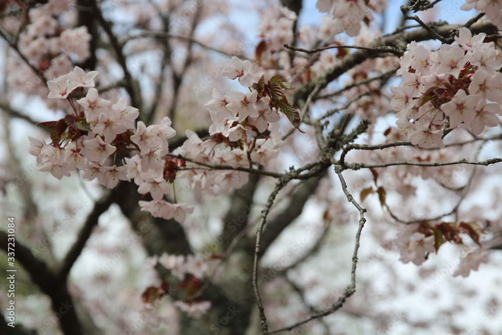 foto of spring blooming cherry tree can use for background foto of spring blooming cherry tree can use for background