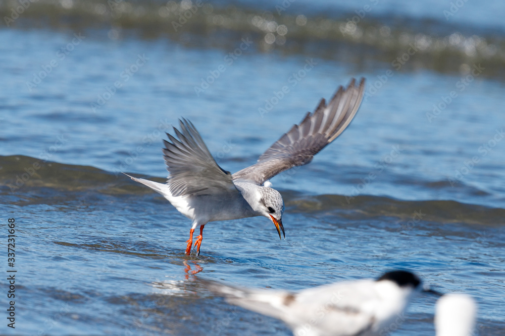 Black-fronted Tern Endemic to New Zealand Black-fronted Tern Endemic to New Zealand