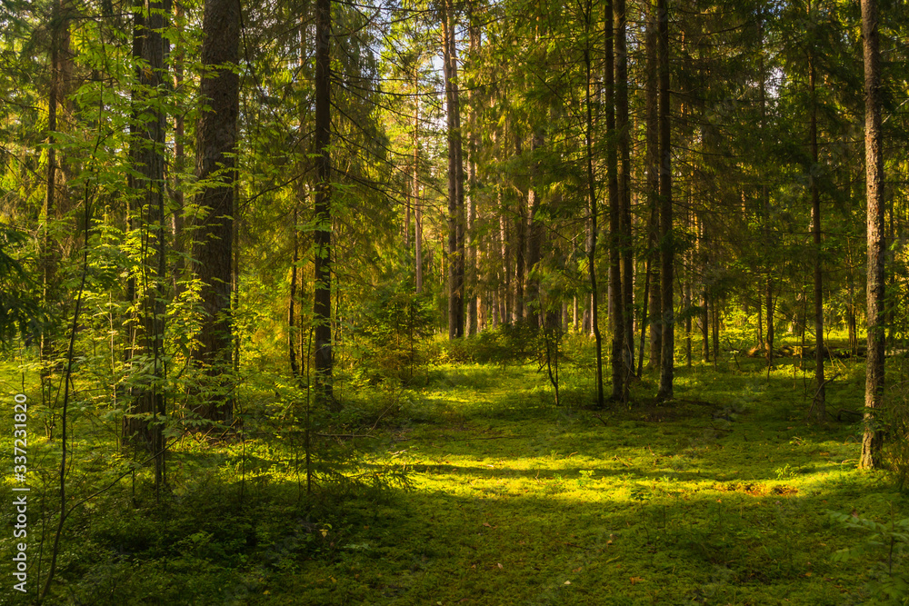 Obraz premium sun rays in the forest
