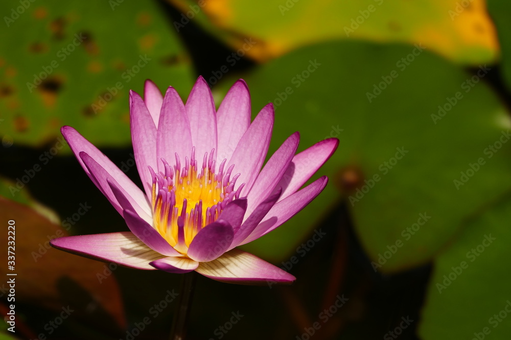 vietnamese lotus flower starting to blooming vietnamese lotus flower starting to blooming