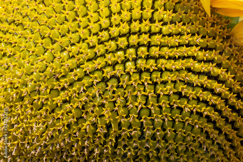Closeup of yellow sunflower in the field. Abstract yellow background
