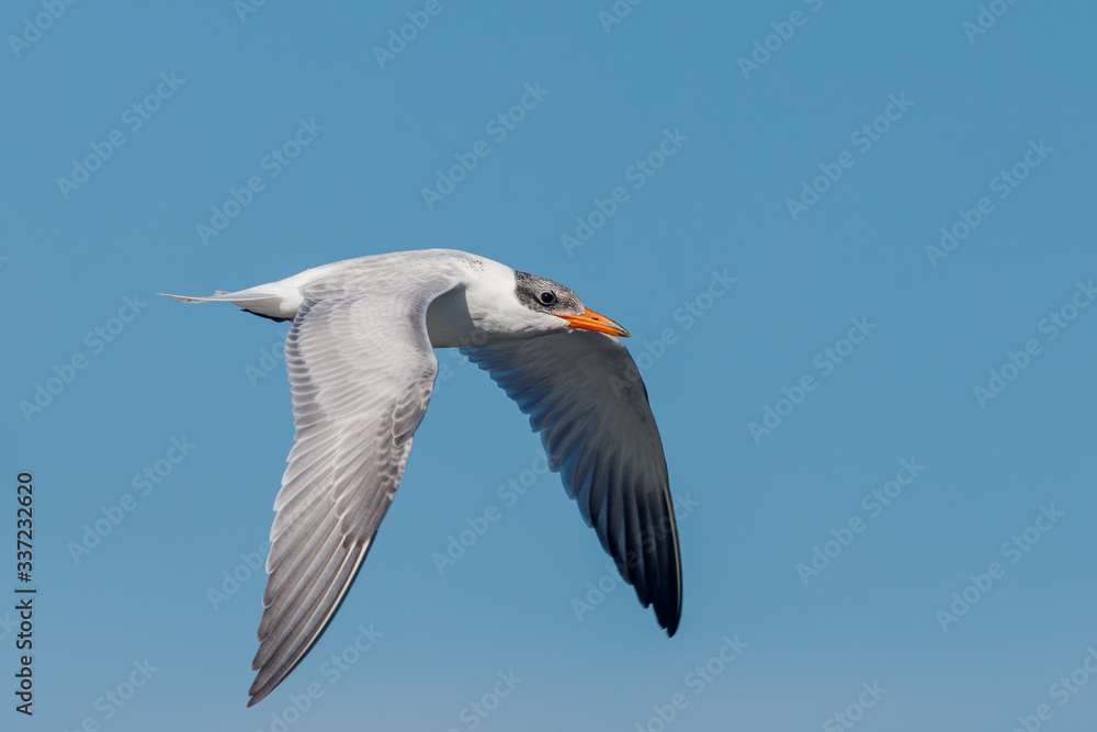 Fototapeta premium Caspian Tern in Australasia