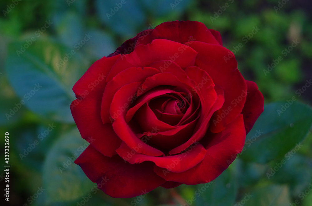 red rose in the garden close up, rose flower red rose in the garden close up, rose flower