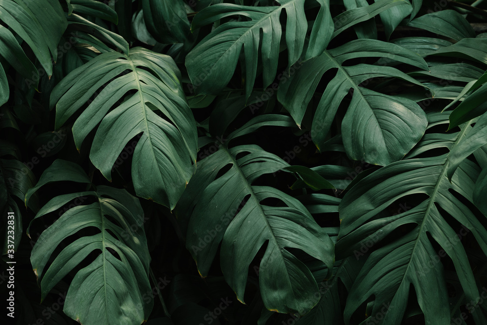 Tropical green leaves background - obrazy, fototapety, plakaty 