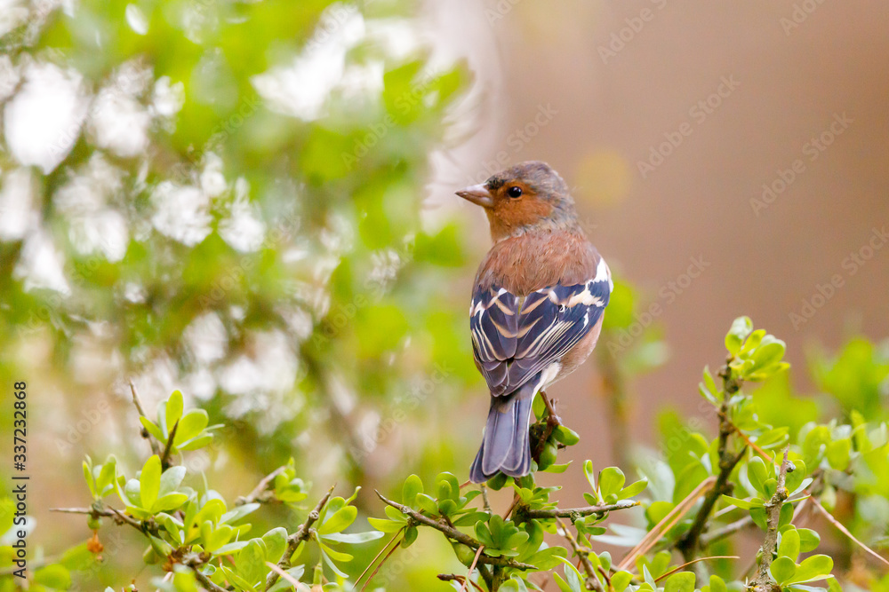 Common Chaffinch Common Chaffinch