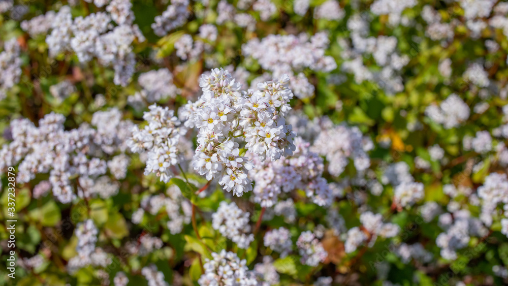 white buckwheat flowers on the field white buckwheat flowers on the field