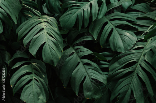 Tropical green leaves background photo