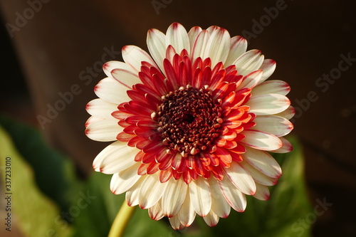 Red and white asian flower in southern vietnam with a round shape photo