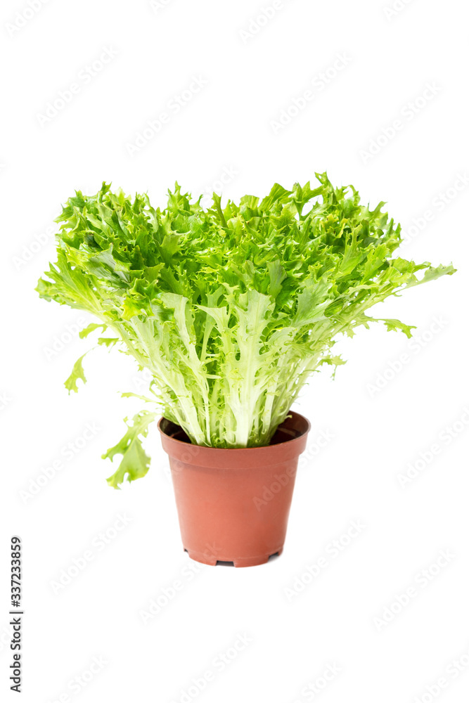 Expertise Lettuce salad, Lactuca sativa in pot Expertise Lettuce salad, Lactuca sativa in pot
