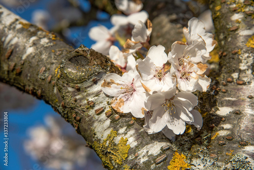 tree bark with cherry blossom
