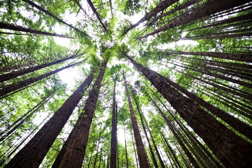 Redwoods Bäume in Rotorua
