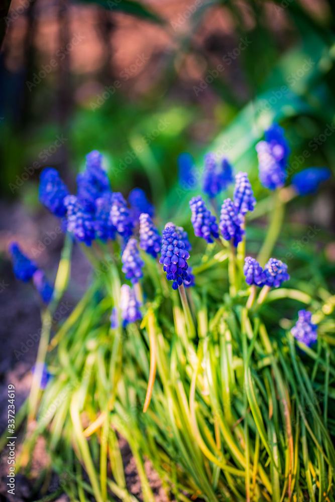 Obraz premium blue hyacinth