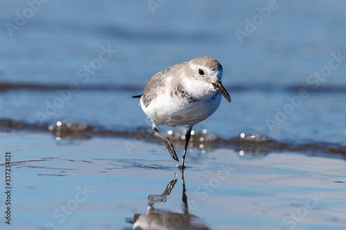 Wrybill Endemic Shorebird of New Zealand photo