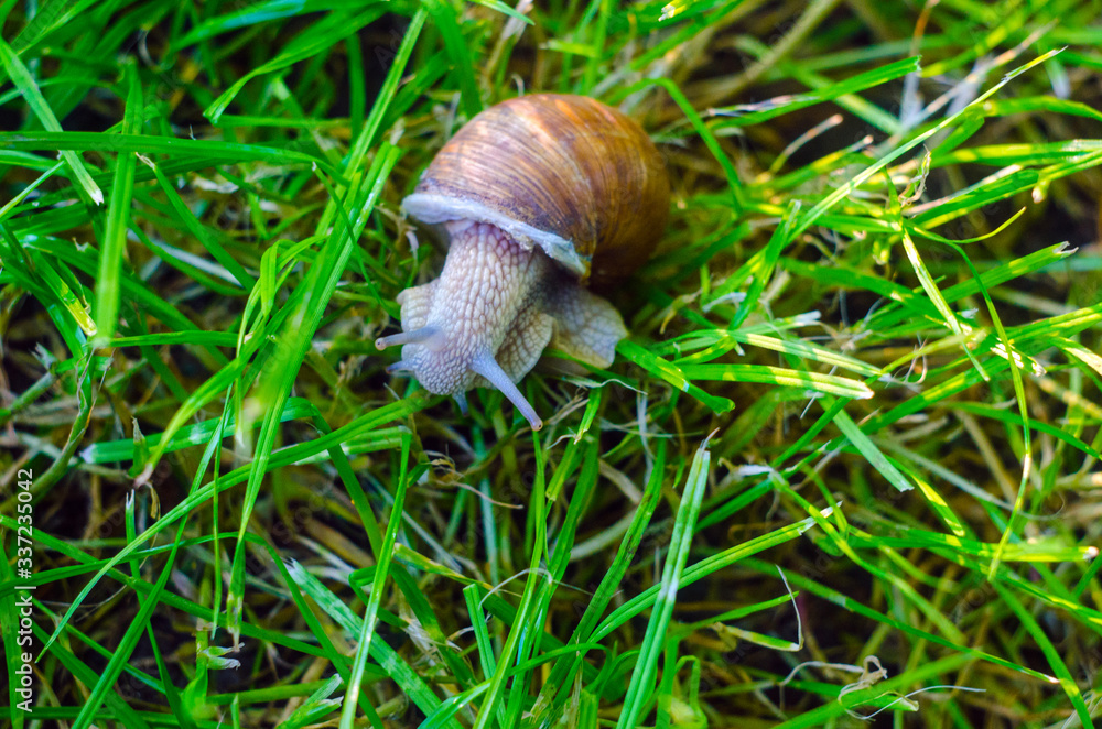 snail in the grass, snail close up snail in the grass, snail close up