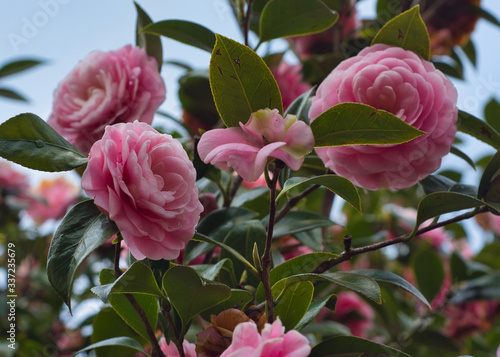 Pink flowers for background image