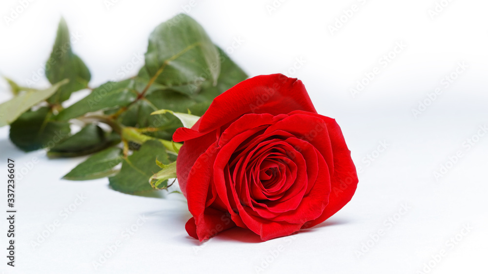 Fototapeta premium Single red rose on white background. Shallow focus.