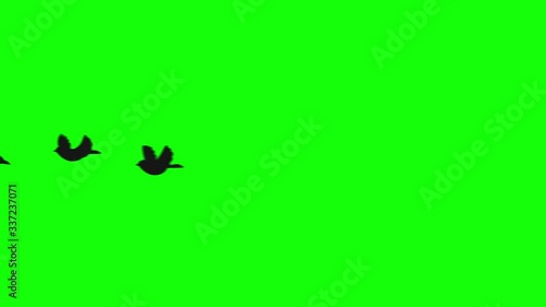 Silhouette of a flying birds on green screen, alpha channel