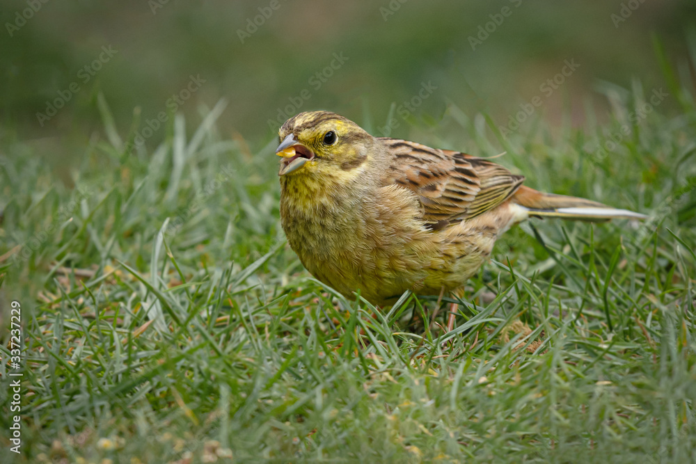 Taken at ground level, this female yellowhammer, Emberiza citrinella, is search for food. It is a close up natural study and shows the bird in usual surrounding with copy space. Taken at ground level, this female yellowhammer, Emberiza citrinella, is search for food. It is a close up natural study and shows the bird in usual surrounding with copy space.