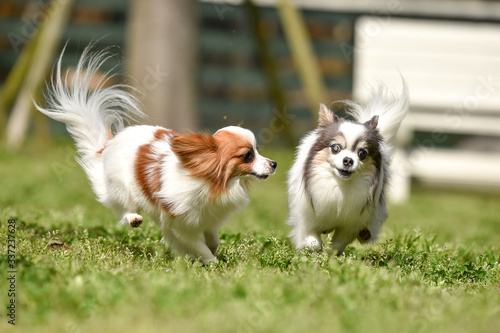 ドッグランで遊ぶチワワとパピヨン