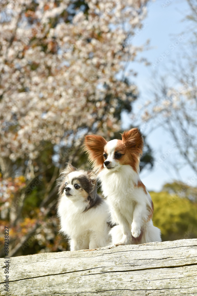 Obraz premium 桜を見るチワワとパピヨン