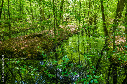 Fontainebleau forest landscape, France