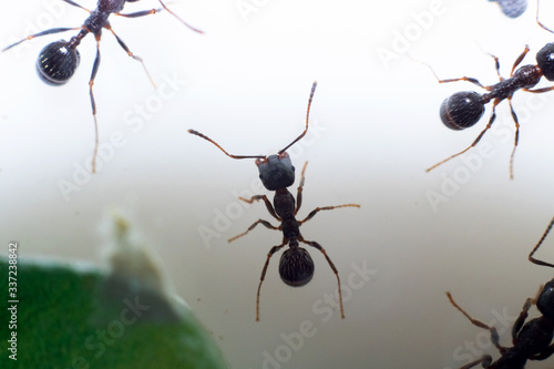 Brown ant messor structor on white background photo