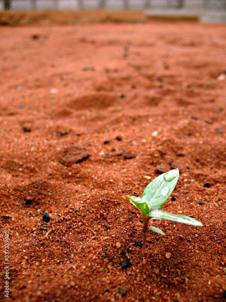 Fototapeta premium Sprout In Mozambique, Africa