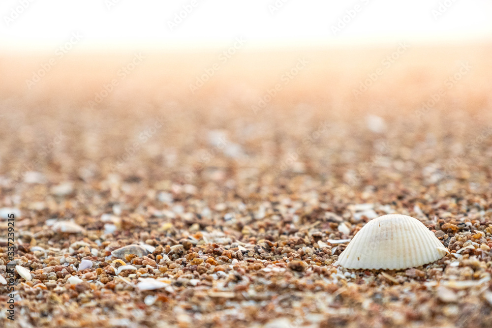 Close-up of   texture sand and sea shells on the beach, sea background