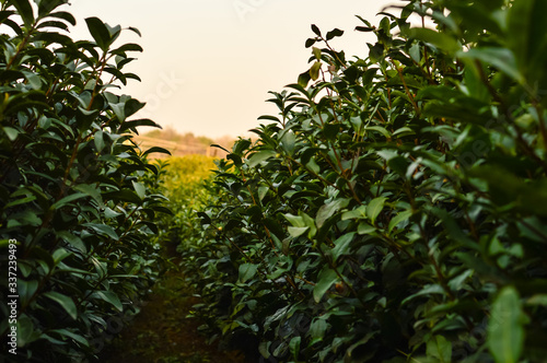 Endless rows of tea plantations in chinese town Hangzhou. Cradle of a tea production and history of healing energizing drink from the beginning of the times