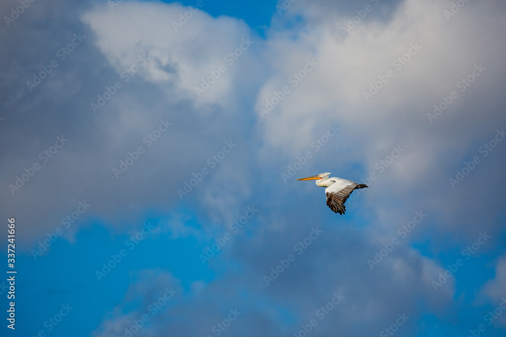 Fototapeta premium Amazingly beautiful big Dalmatian single pelican flying with big span of wings. Cloudy winter blue sky over Porto Lagos, Northern Greece. Picturesque frozen moment of Nature