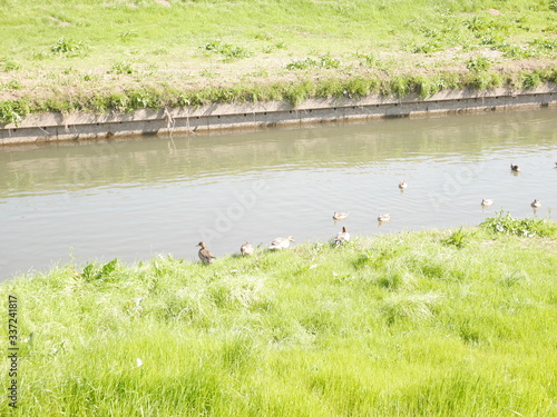 River side,Duck