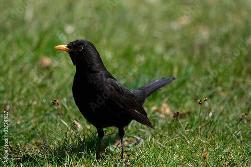 Blackbird on the green grass on a Sunny day © oliver