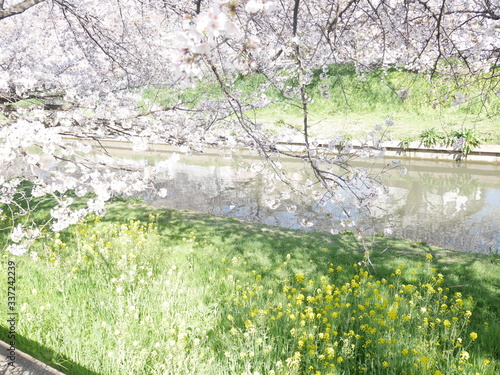 Fototapeta Naklejka Na Ścianę i Meble -  Sakura,Rape blossoms,River side 3