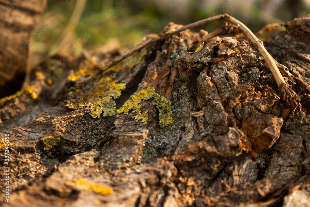 The tree stump covered with green moss. The tree stump covered with green moss.