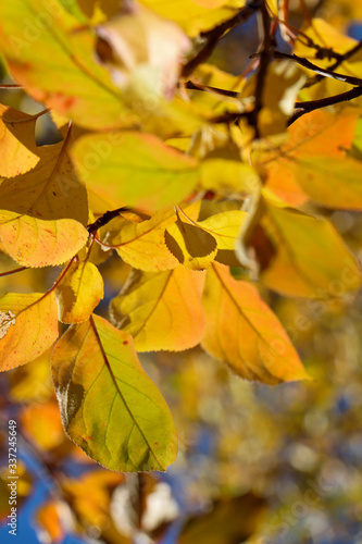 Close up of the yellow and autumn leaves of trees