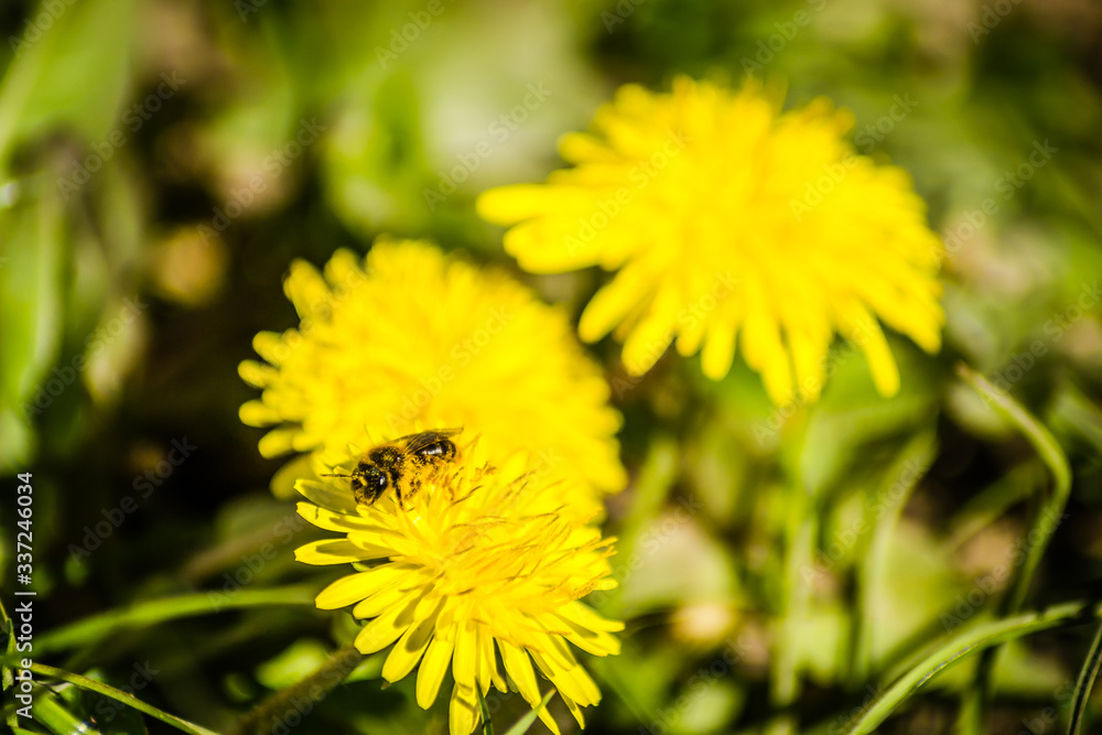 A honey bee on a yellow Butterfly flower A honey bee on a yellow Butterfly flower