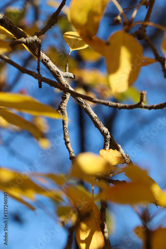 Close up of the yellow and autumn leaves of trees