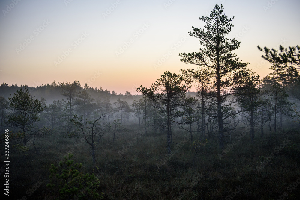 Great Kemeri Bog Boardwalk in Kemeri, Latvia. Great Kemeri Bog Boardwalk in Kemeri, Latvia.