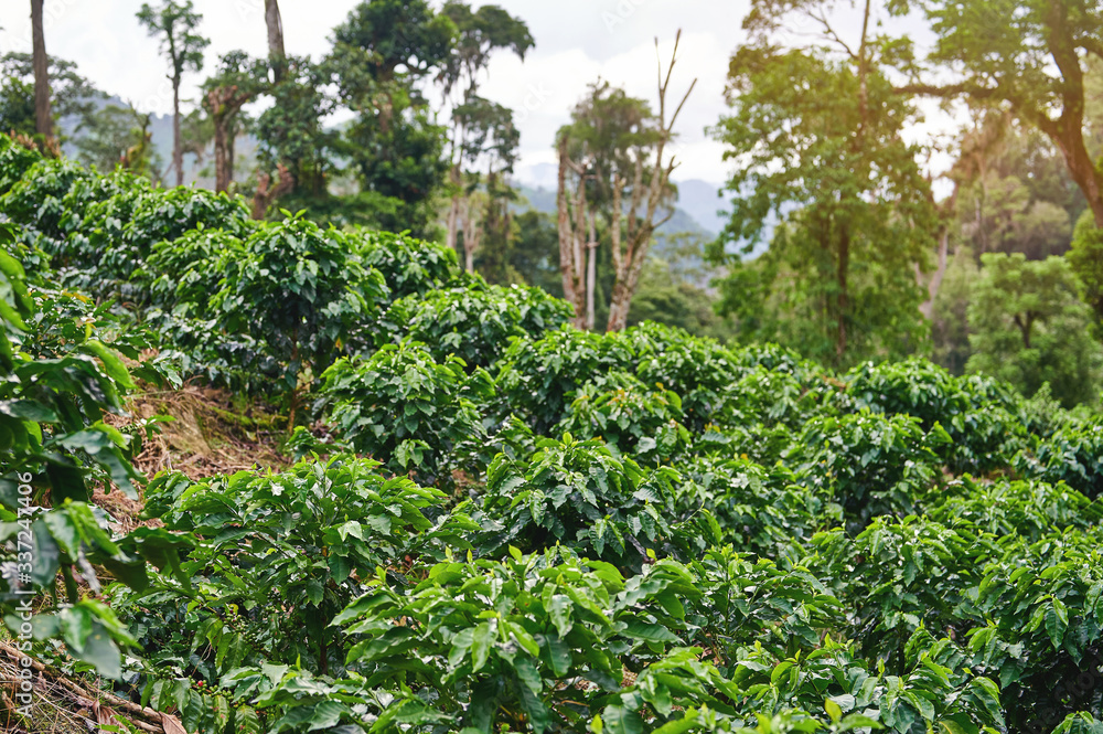 Young coffee plants on mountain Young coffee plants on mountain