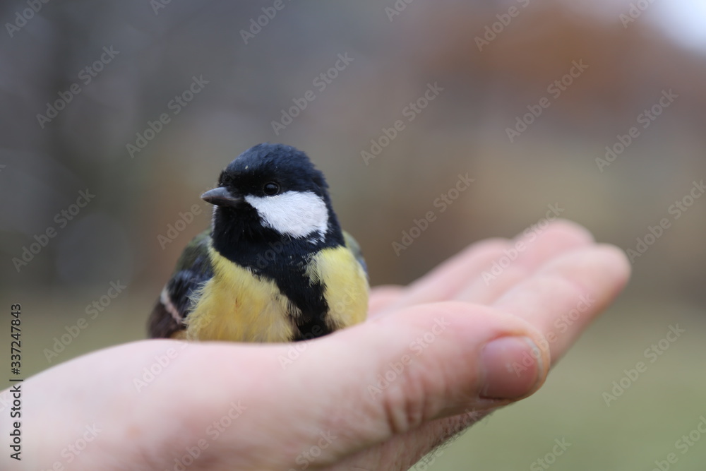 Obraz premium bird in hand