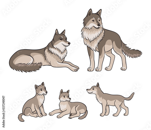 Wolves family - parents and three cubs. Vector illustration.